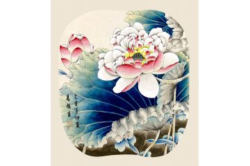 易杨精美工笔荷花图《穷款》